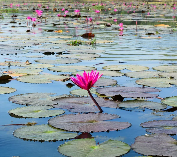 Nilüfer çiçekleri Mekong Delta, Vietnam göl kenarında.
