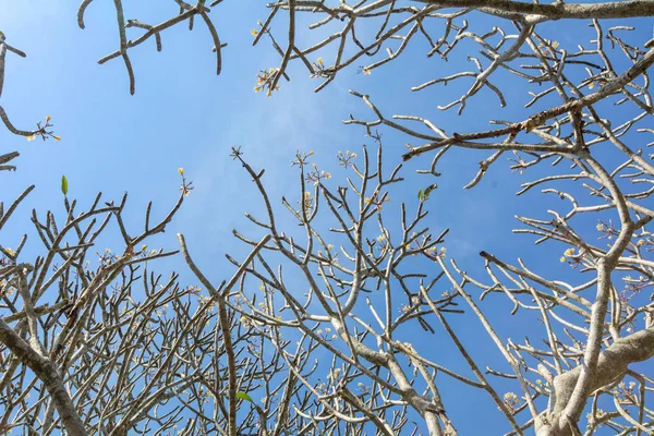 Plumeria Árvores Sob Céu Azul Primavera — Fotografia de Stock