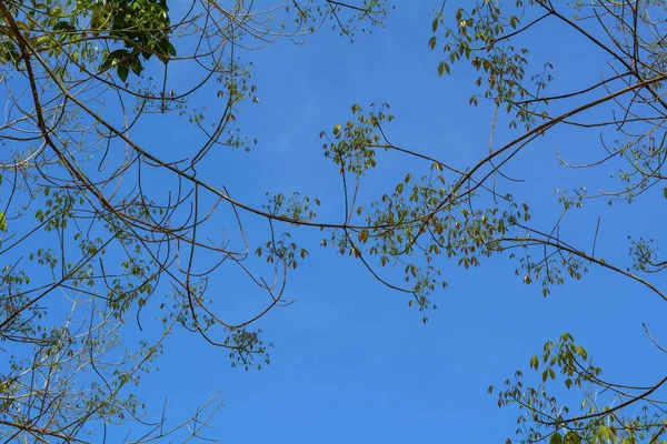 신선한 자작나무 가지에 귀걸이 — 스톡 사진