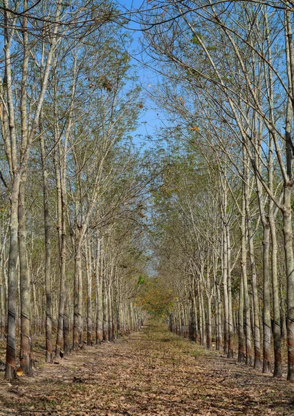 Rubber forest in rainy season with yellow and green leaves.
