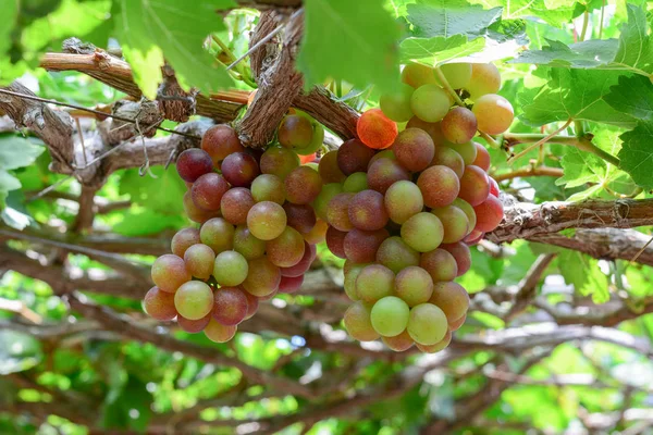 Виноград Лозі Літній День Phan Ранг Єтнам — стокове фото
