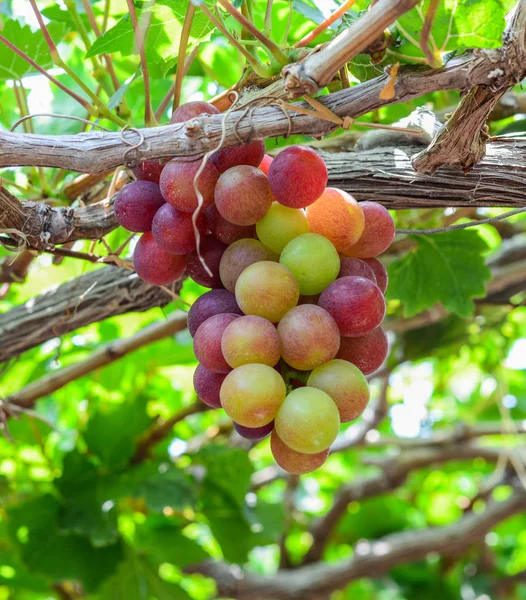 Winogrona Winorośli Letni Dzień Phan Rang Wietnam — Zdjęcie stockowe