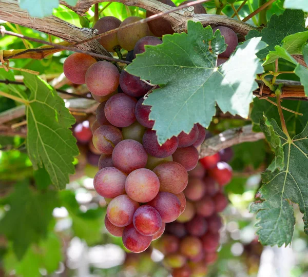 Uvas Vinha Dia Verão Phan Rang Vietnã — Fotografia de Stock