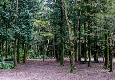 Ağaçlar derin orman üzerinde Jeju Adası, Güney Kore.