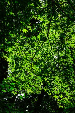 Ağaçlar derin orman üzerinde Jeju Adası, Güney Kore.