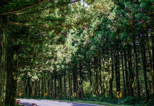 Asfaltová Silnice Borového Lesa Městě Ostrov Jeju Jižní Korea — Stock fotografie