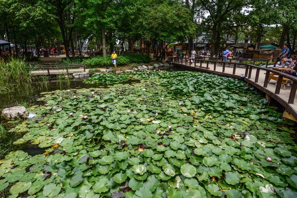 Nami Coreia Sul Setembro 2016 Waterlily Lagoa Nami Island Coréia — Fotografia de Stock