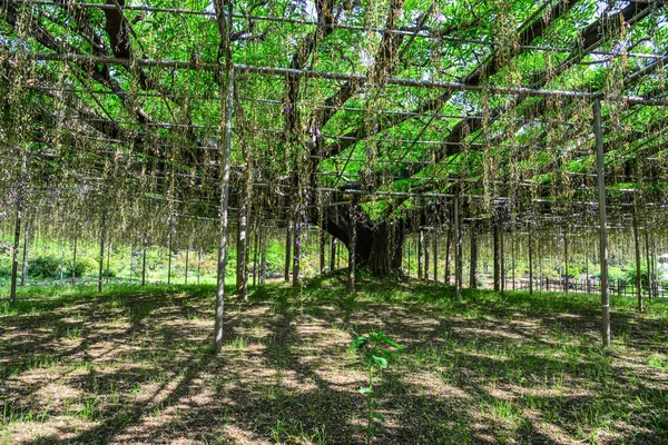 Velký Strom Wisteria Flower Park Tochigi Japonsko — Stock fotografie