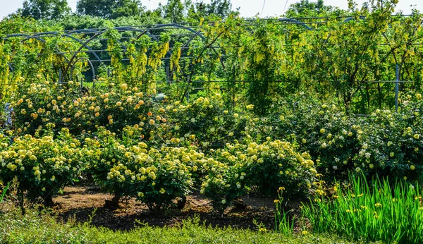 Jardim Rosas Primavera Tochigi Japão — Fotografia de Stock