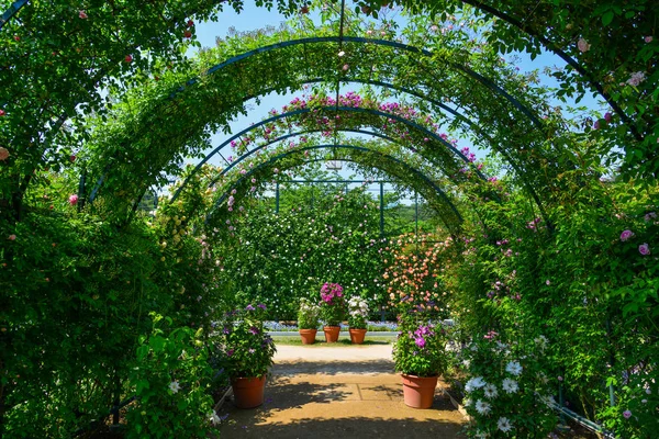 Grüner Natürlicher Tunnel Aus Pflanzen Und Blumen Sommer — Stockfoto