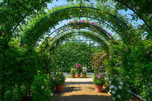 Grüner Natürlicher Tunnel Aus Pflanzen Und Blumen Sommer — Stockfoto