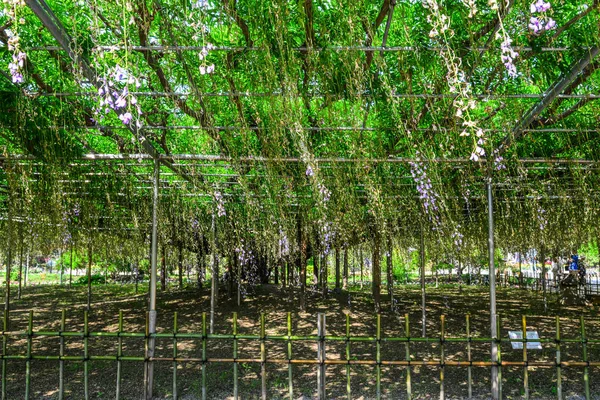 Grande Árvore Wisteria Parque Flores Tochigi Japão — Fotografia de Stock