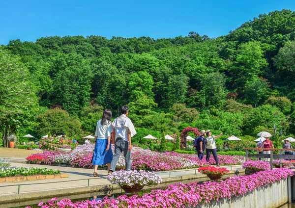 Çiçek park bahar zaman Ashikaga, Japonya.