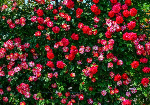 Jardín Rosas Primavera Tochigi Japón —  Fotos de Stock