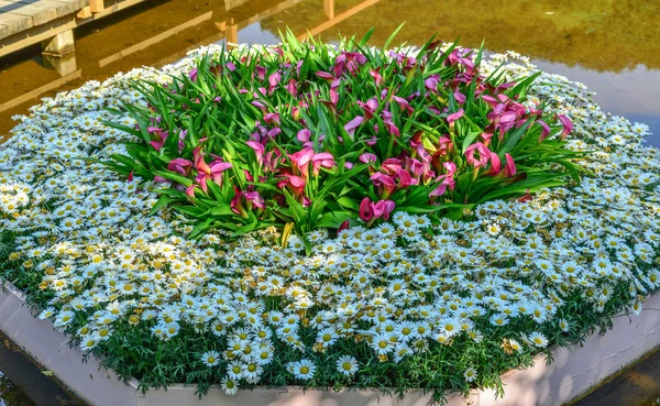 春パークでの装飾のための小さな花 — ストック写真