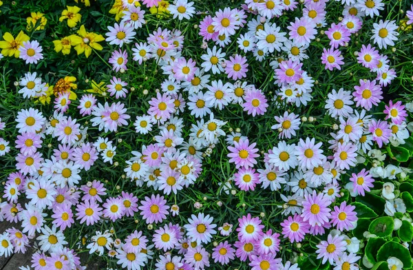 Malá Daisy Květiny Pro Výzdobu Parku Jaře — Stock fotografie