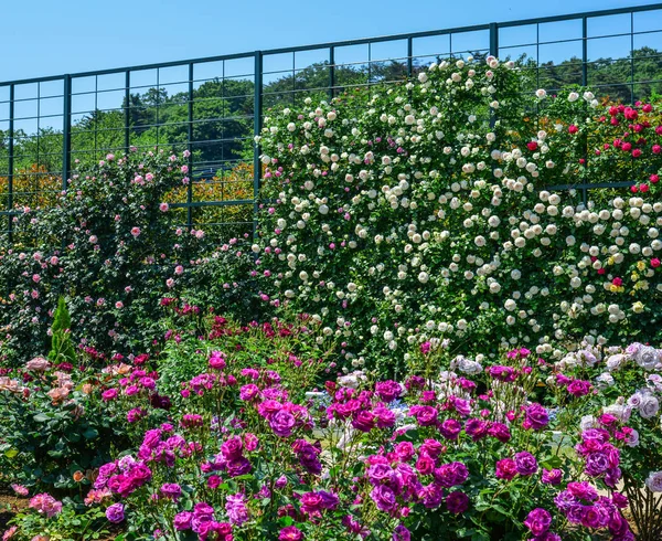 Jardín Rosas Primavera Tochigi Japón —  Fotos de Stock