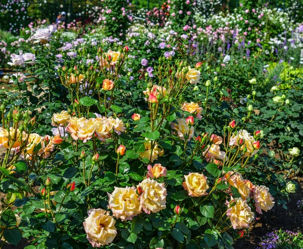 Rose Garden Spring Time Tochigi Japan — Stock Photo, Image