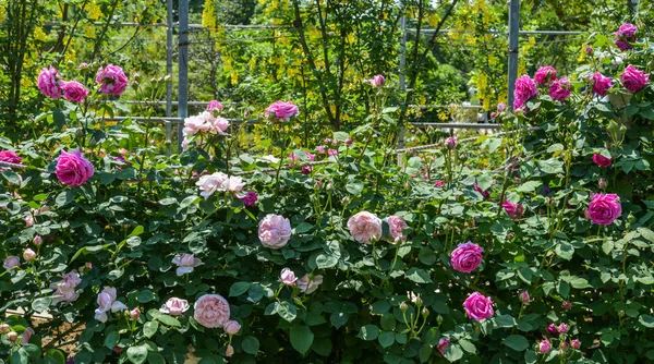 Rose garden at spring time in Tochigi, Japan.