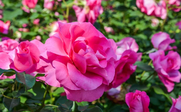 Jardín Rosas Primavera Tochigi Japón — Foto de Stock