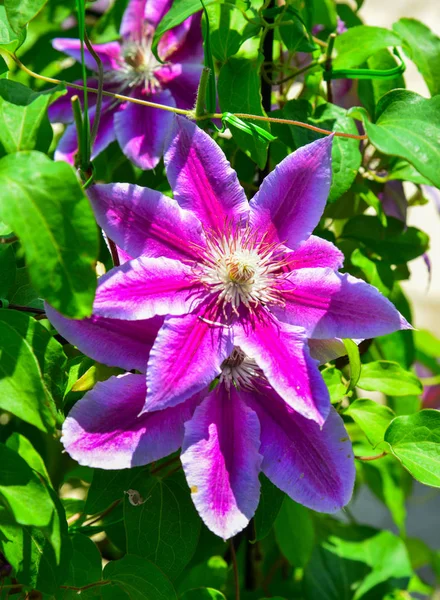 Fleurs Passiflora Pourpre Fleurissant Jardin Botanique Ashikaga Japon — Photo