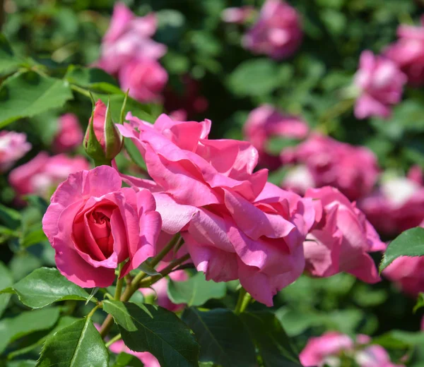 Růžová Zahrada Jarním Období Tochigi Japonsko — Stock fotografie