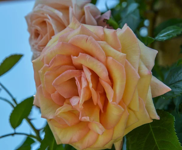 Jardín Rosas Primavera Tochigi Japón — Foto de Stock