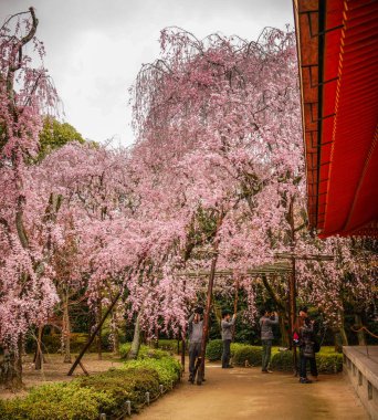 Kiraz çiçeği Garden: Kyoto, Japan 