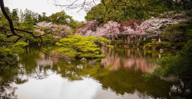 Kiraz çiçeği ile eski ahşap Saray 