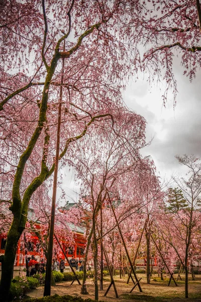 교토, 일본에서에서 벚꽃 — 스톡 사진