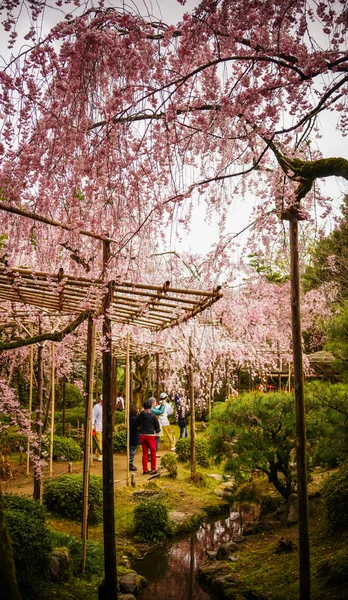 Flor de cerezo en el jardín en Kyoto, Japón —  Fotos de Stock