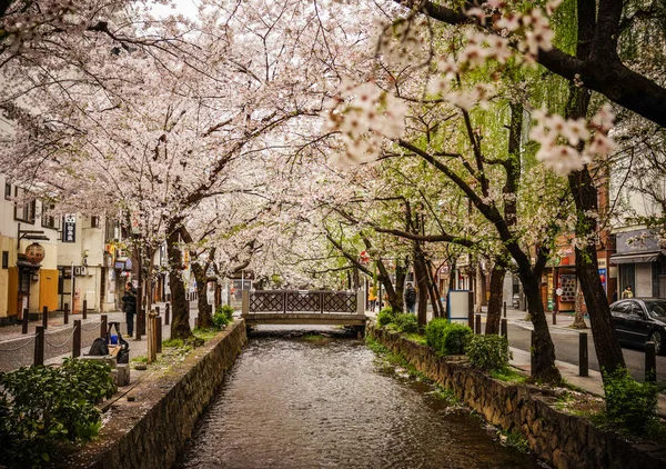 Cherry blossom at garden in Kyoto, Japan Stock Photo