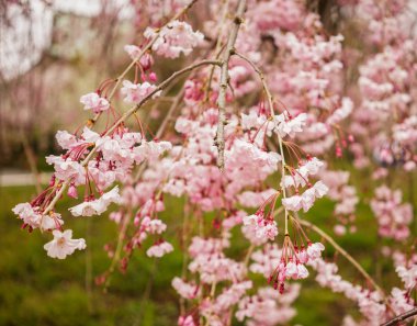 Kiraz çiçeği Garden: Kyoto, Japan 