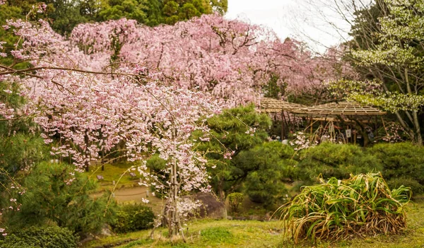 Cherry blossom at garden in Kyoto, Japan — Stock Photo, Image