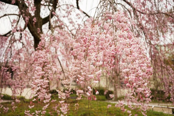Kirschblüte im Garten in Kyoto, Japan — Stockfoto