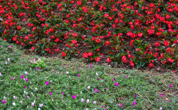 Kleine Blumen zur Dekoration — Stockfoto