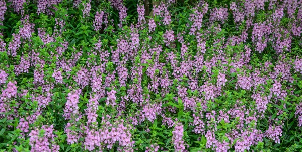 Lila virágok virágzó, a botanikus kert — Stock Fotó