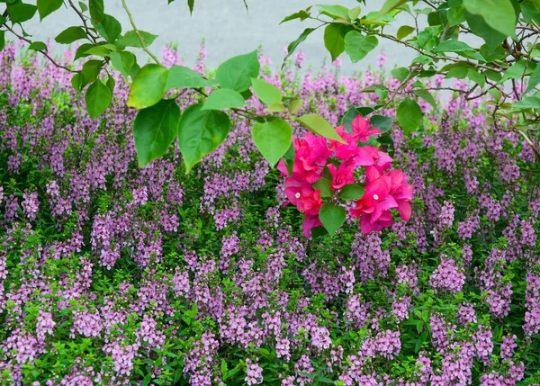 Purple flowers blooming at botanic garden — Stock Photo, Image