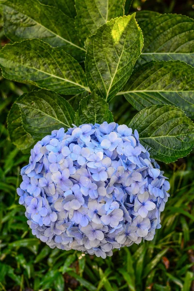 Purpurblaue Blume der Großblättrigen Hortensie — Stockfoto
