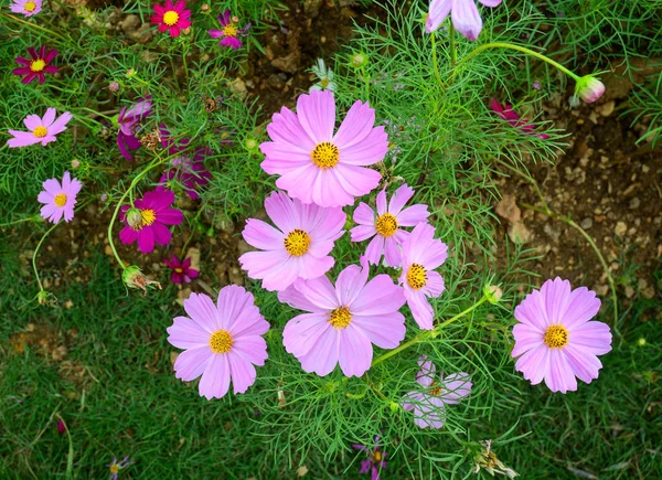 Flor de cosmos púrpura floreciendo en el jardín — Foto de Stock