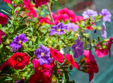 Güneşli bir gün, küçük çiçekler 