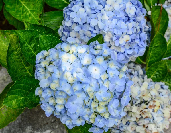 Flor azul púrpura de Hortensia de hoja grande — Foto de Stock