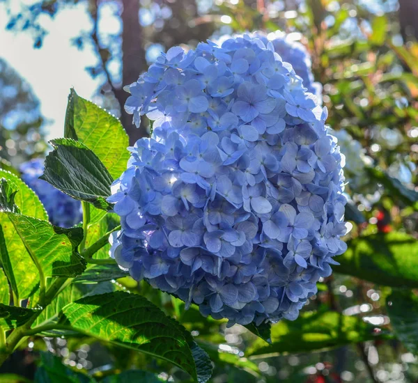 Purpurblaue Blume der Großblättrigen Hortensie — Stockfoto