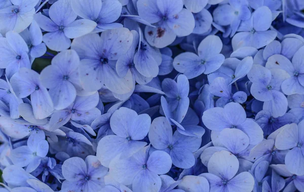 Lila blå blomma av Bigleaf hortensia — Stockfoto