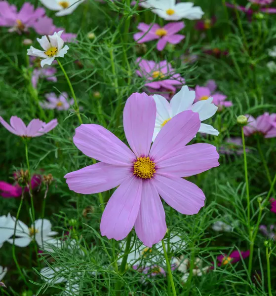 Fioletowy kosmos kwiat kwitnący w ogrodzie — Zdjęcie stockowe