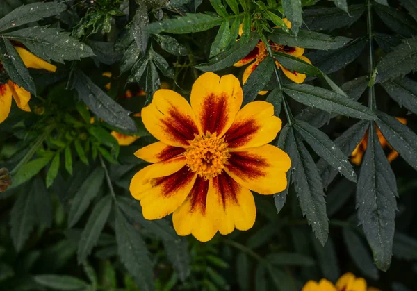 Желтые ромашки цветут в саду — стоковое фото
