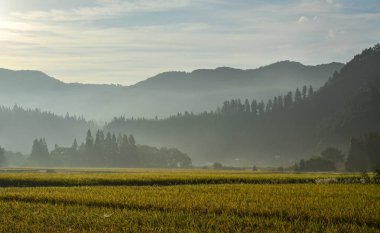Güzel pirinç alan: Akita, Japan 
