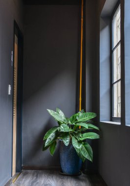 Modern rahat iç iç mekan bitkileri