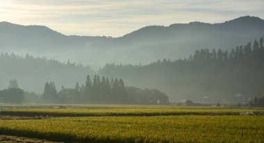 Güzel pirinç alan: Akita, Japan 