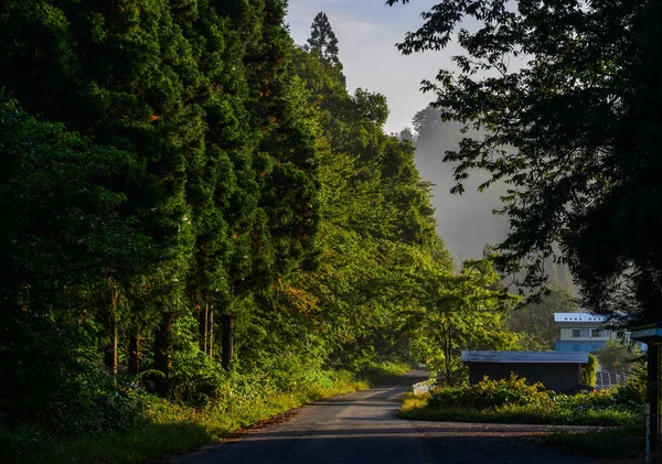 Huge pine trees at ancient forest — Stock Photo, Image